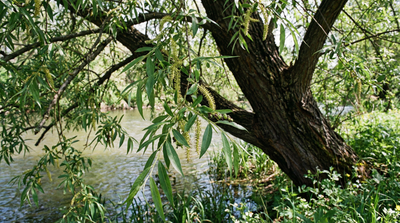Black Willow