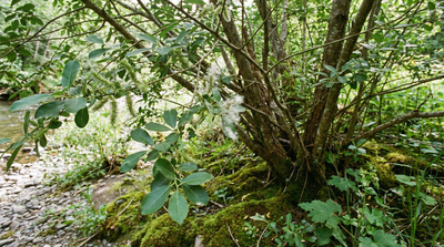 Scouler's Willow