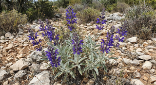 Rosemary