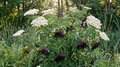 American Elderberry