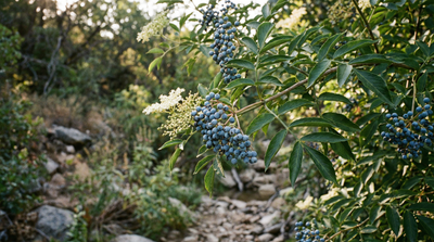 Elderberry, Blue