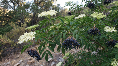 Blue Elderberry