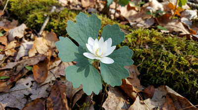 Bloodroot