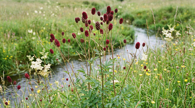 Great burnet