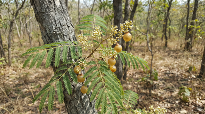 Western Soapberry