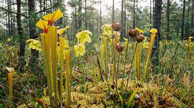 Yellow Pitcher Plant