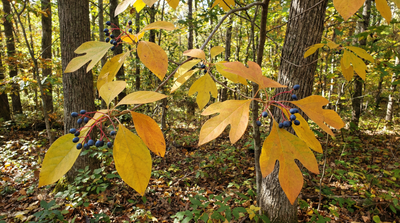 Sassafras