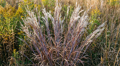 Little Bluestem