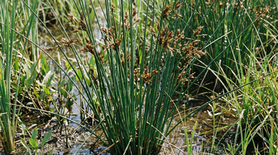 bulrush, hardstem