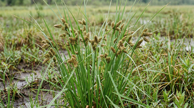 Dark-green Bulrush