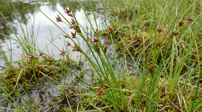 bulrush, small-fruited