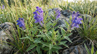 Blue skullcap