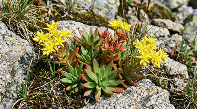 Stonecrop