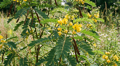 Wild Senna