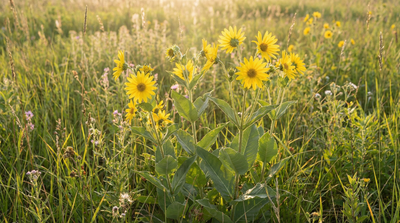 Starry Rosinweed