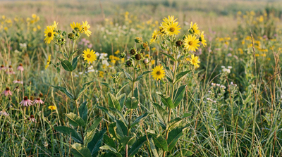 Wholeleaf rosinweed