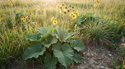 Prairie Dock