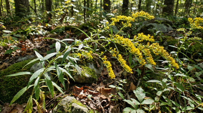 Wreath goldenrod