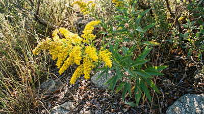 California goldenrod