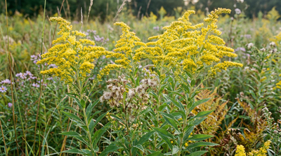 Canada Goldenrod