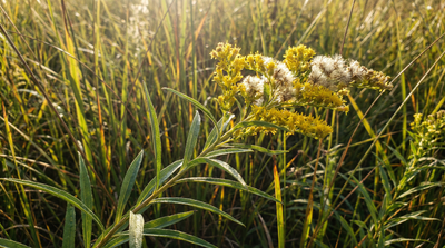 Riddell's Goldenrod