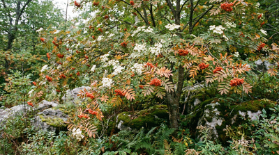 American Mountain Ash