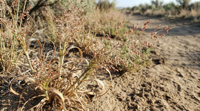 Sand Dropseed