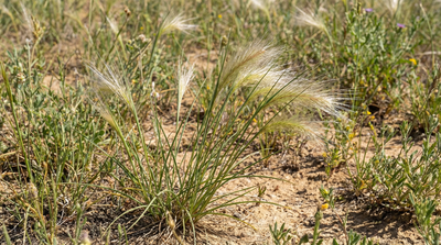 Bottlebrush Grass