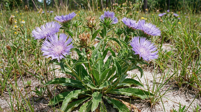Stokes' Aster