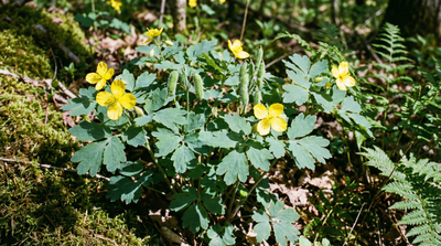 Wood or Celandine Poppy