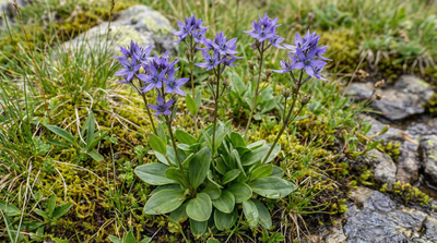 Felwort