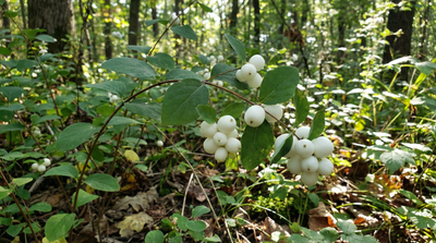 Common Snowberry