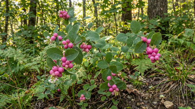 Coralberry