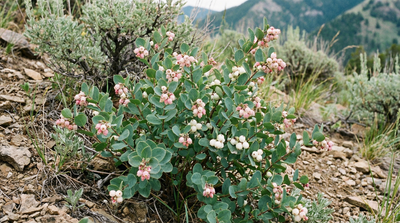 Mountain Snowberry