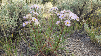 Long-leaved aster