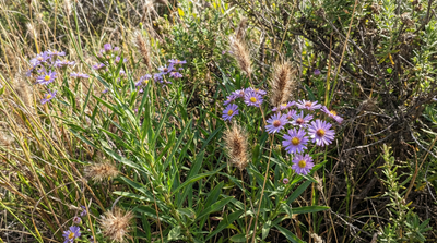 California aster