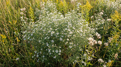 Heath aster