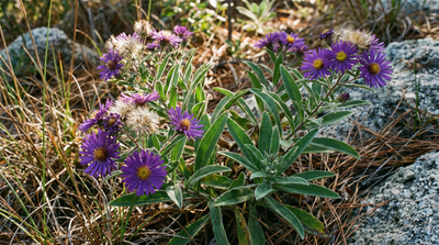 Georgia Aster