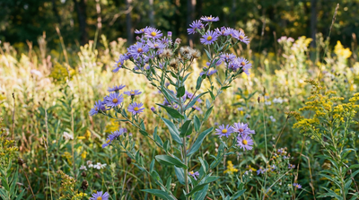 Smooth blue aster