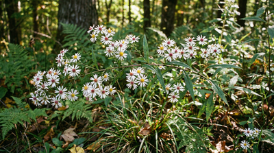 Calico aster