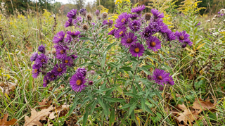 Aster