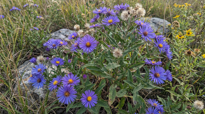 Aromatic Aster