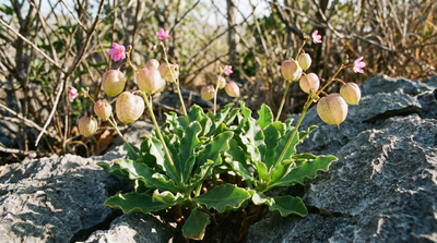 Bladderpod