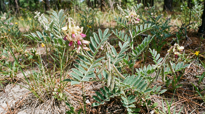 Virginia tephrosia