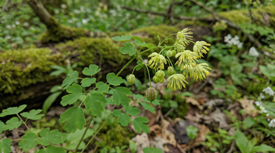 Early meadow-rue