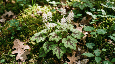 Foamflower