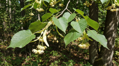 American Basswood
