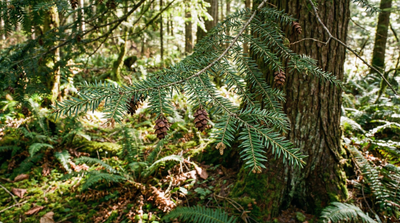 Canadian Hemlock