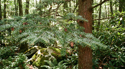Carolina Hemlock