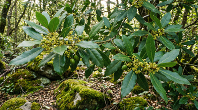 California bay laurel